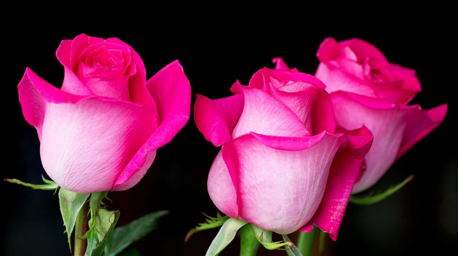  星座|在近期，桃运缠身，旧爱现身，触动心弦，四大星座打破隔阂再相爱