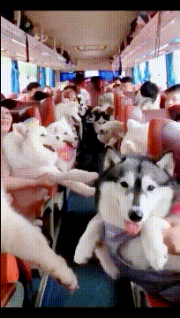  gif|搞笑gif-说句实话，我的生活真的不如这群狗