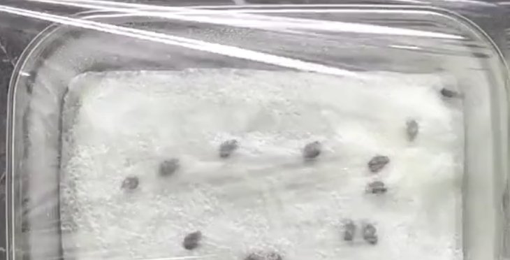 植物|养护植物,吃完的水果别急着扔,留下籽便能种出可爱的植株