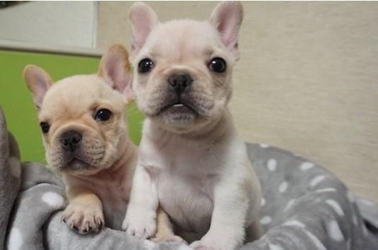 人养|国内8种超多人养的网红狗狗，你家狗狗在其中吗？容易养吗？