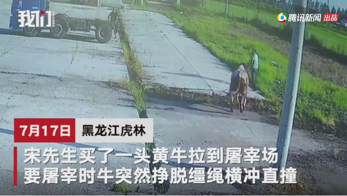 黄牛|1200斤大黄牛被送往屠宰厂 宰杀前恐怖一幕发生被镜头拍下