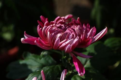 生肖龙|桃花落入心间，邂逅真爱，千里姻缘一线牵的4大生肖