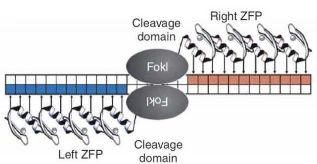 诺贝尔化学奖|2020年诺贝尔化学奖：基因编辑