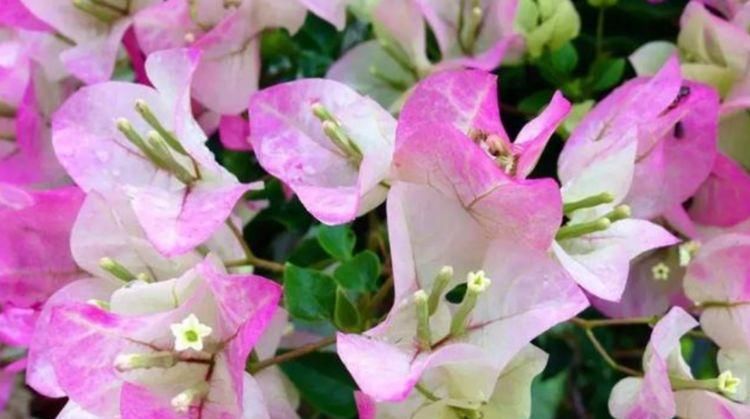  开花|3种花埋土里就活，迷人的花朵，开满整个花盆，快养起来吧！