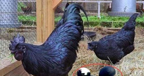 鸡界|600万一只的鸡,堪称鸡界的劳斯莱斯,鸡蛋都是黑色的!