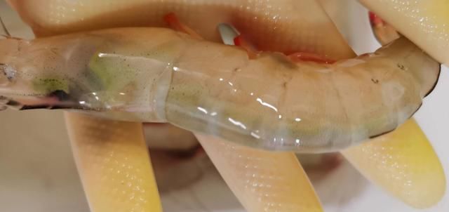  海鲜|开海了，立秋后海虾正肥，挑选时见有粗粗“虾线”，赶紧带它回家