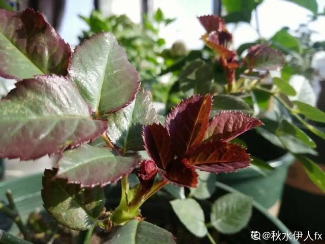  新芽|花养成光杆司令，赶紧这么救，3天冒新芽