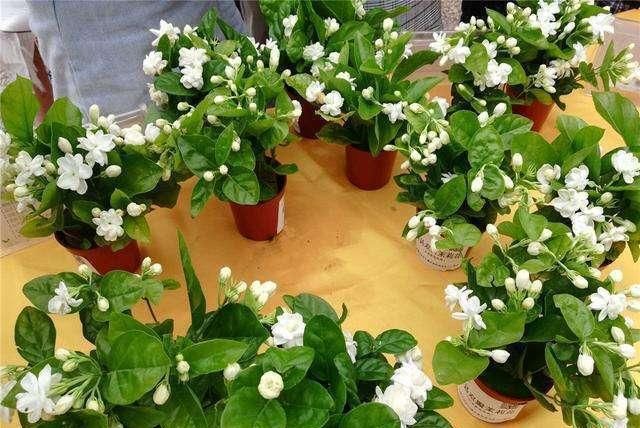  花后|养护茉莉技巧多，花后不能忘修剪，一茬接一茬的开满盆