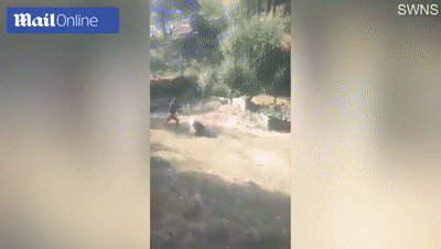  男子|印度55岁男子上班途中遭黑熊“熊抱” 被严重抓伤