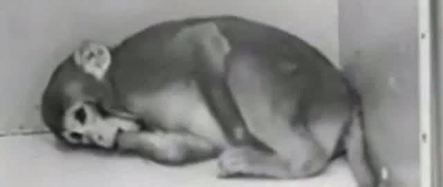 婴儿|婴儿对母亲的强烈依恋是因为哺乳吗?这群猴子给出了答案