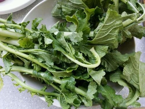 食材|这菜20年前拿去喂猪,如今争着吃,清爽可口,视力清晰了,肝脏健康