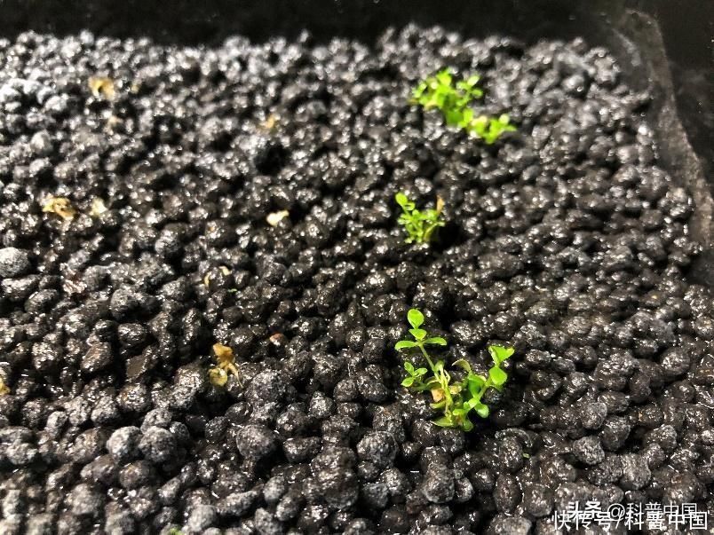 适合水里养的草(土里的草养腻了？来试试养水里的草吧！)