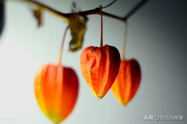 果子|果子里颜值top1的“姑娘果”，你吃过吗？