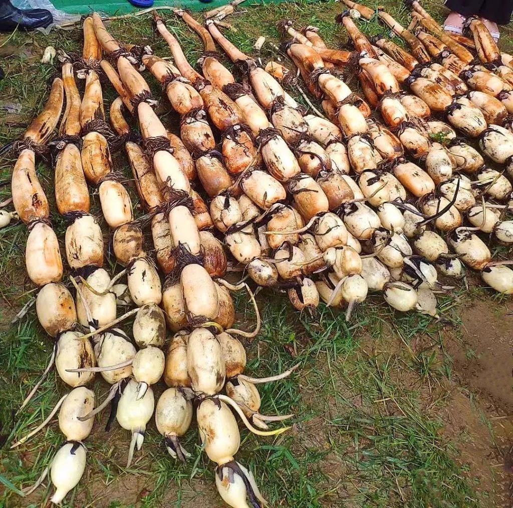  湛江市坡头区摄影协|映日荷花醉「乾塘」