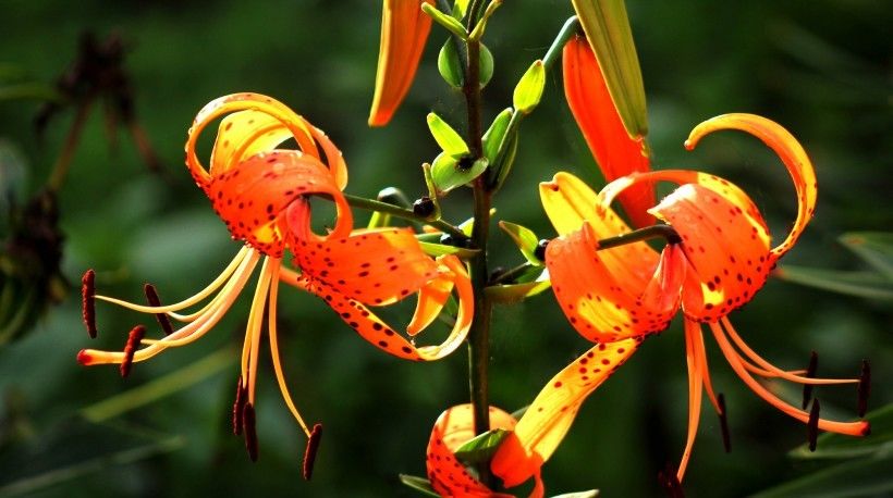  四大|两周后，面对爱情十分高冷，内心缺乏安全感，羞于表达的四大生肖