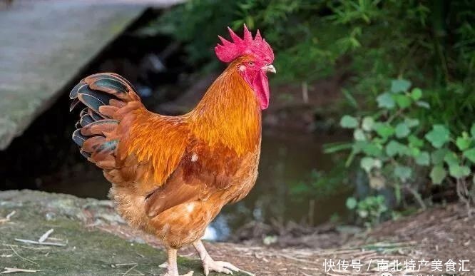 土鸡|去走亲戚，最爱带的10大特产