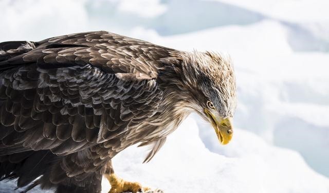  霸主|世界猛禽战力排行榜，谁才是猛禽界的天空霸主
