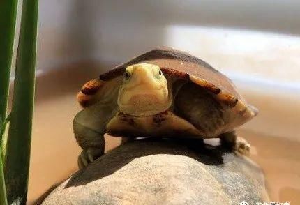  牢笼|你的龟要是越狱挣脱牢笼，该到哪里找呢？