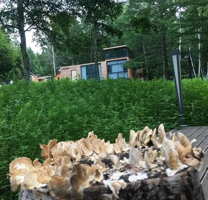  树皮画|【走向我们的小康生活】一个养在深闺的自然秘境 《亲爱的·客栈》曾在这里取景