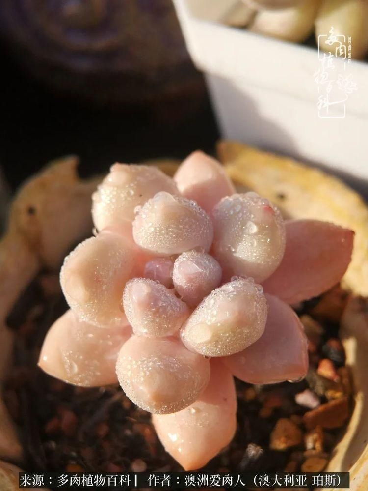 血放|多肉让你把血放，文玩掏空你家当，你要在哪个坑里乘风破浪？