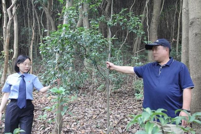  警陈璐萍|砍39棵树罚种390余株苗 宁海检察院：谁破坏谁修复