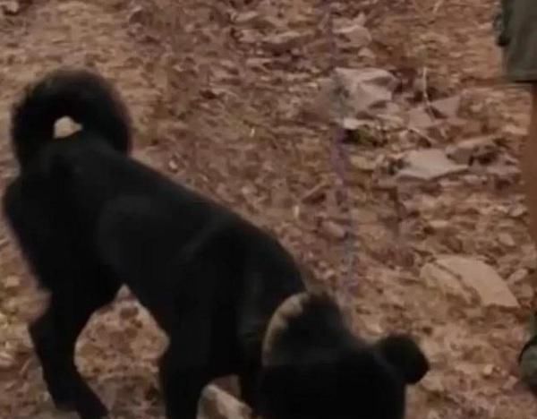  土下|山体滑坡将60斤的大狗埋在土下，37天后，大狗得救却瘦至10多斤