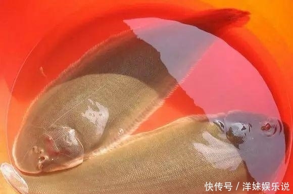  海鲜|海鲜大全, 你能认出多少