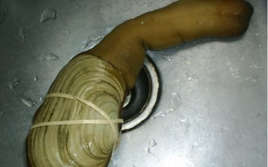 够很好|3种能够补钙的水产,有效补充钙质预防钙质流失,多数人不了解