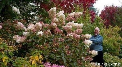 年来|英国老人退休后,把一生所爱献给这片荒地,25年来从不停歇