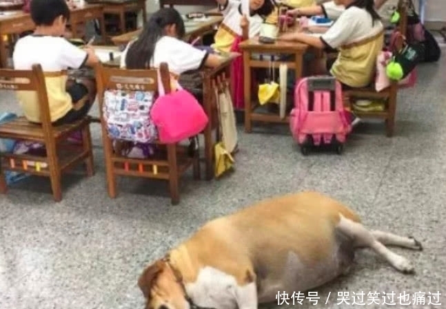 老师|小学生惊呼学校发现一头“牛”,老师赶过来差点笑哭了