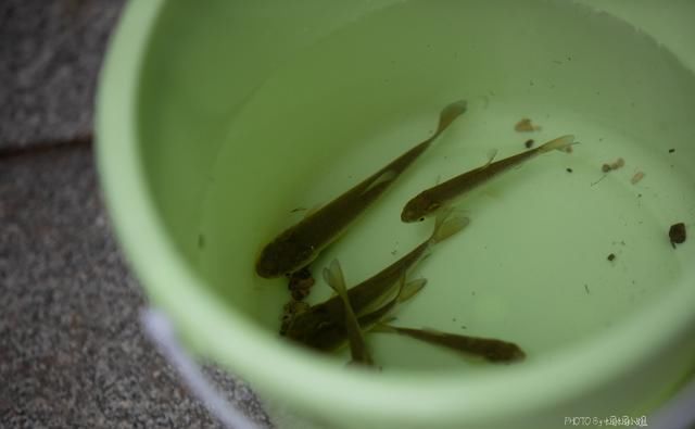  带走多少|无限量捞鱼还能免费全带走！这个暑假太行山自驾游，带娃去虎山