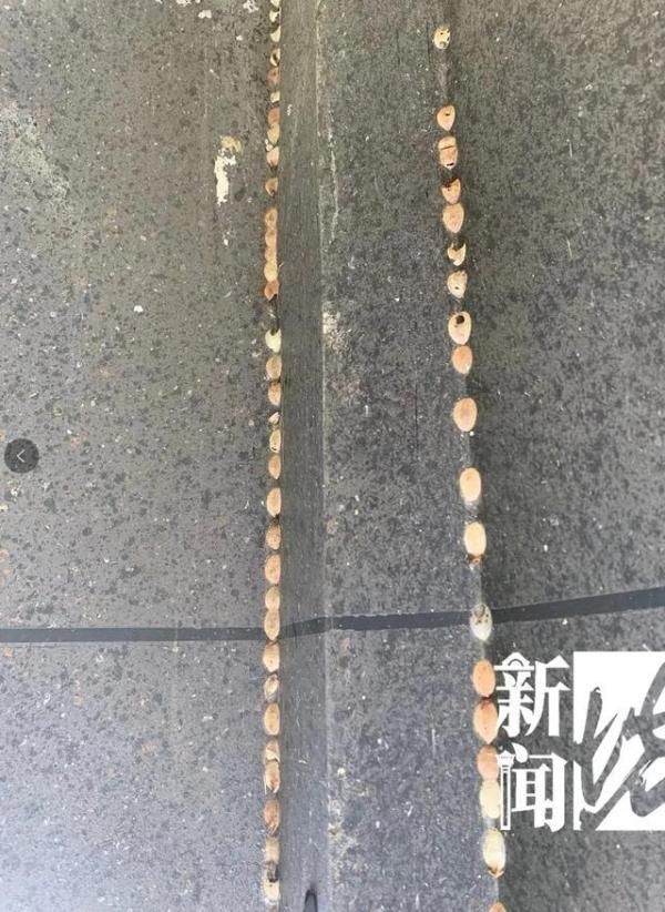  居民|什么幺蛾子？！沪一小区被神秘生物占领，现场看傻眼