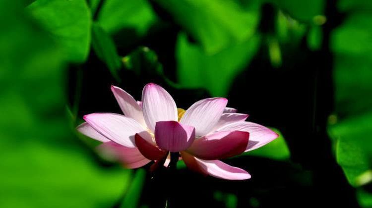  不愁|8月开始财帛如雨，前程似锦，日子有钱不愁的四大生肖