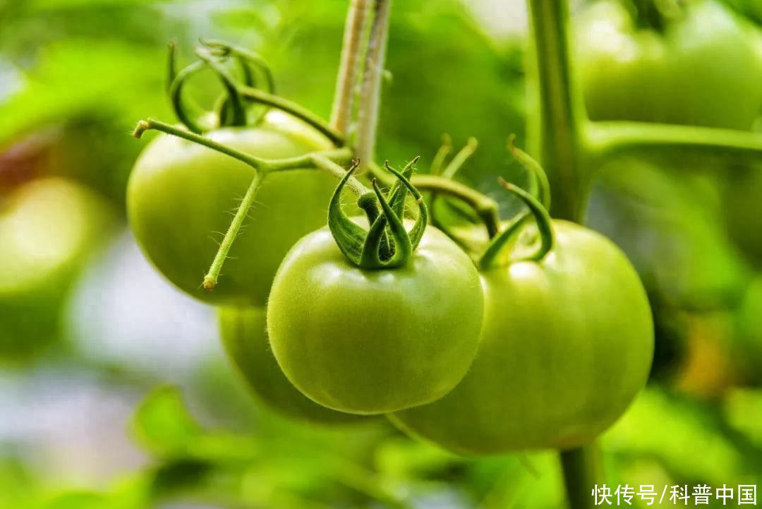 每天吃一个西红柿身体有什么变化(每天 1 个西红柿，身体会发生什么变化？但有 1 种千万别吃！)