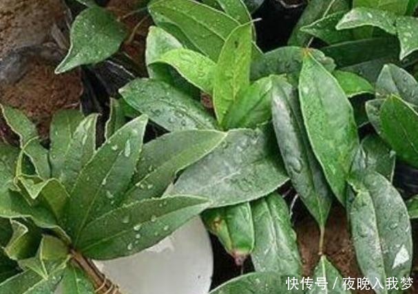 扦插|9月养桂花,一夜间十里飘香!选些枝干扦插,30天就能移栽