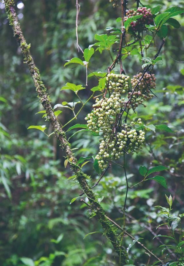 生长|云之南，一个生生不息、万物生长的地方