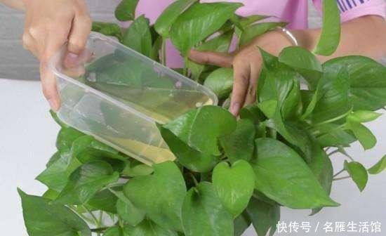 不想|当天的啤酒剩不少,不想扔就这样利用,很多家庭只会用来浇花