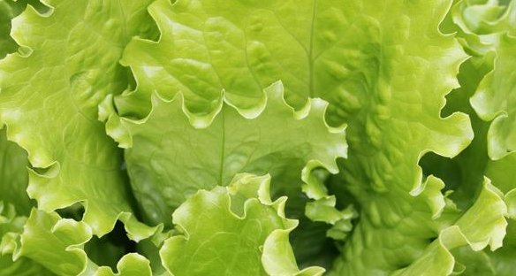  蔬菜|露地蔬菜生产的田间管理技术，你了解多少，不妨看看