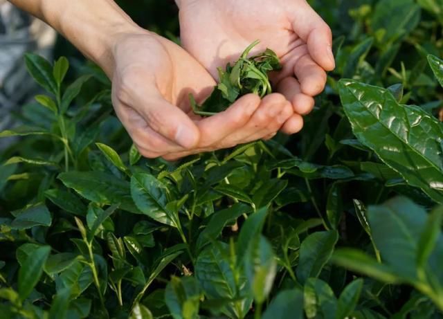  读城|〔读城〕成都地标产品之十：蒲江雀舌，追寻老川茶之根