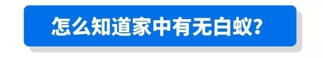  暴雨|头皮发麻！暴雨过后，多处出现小飞虫！