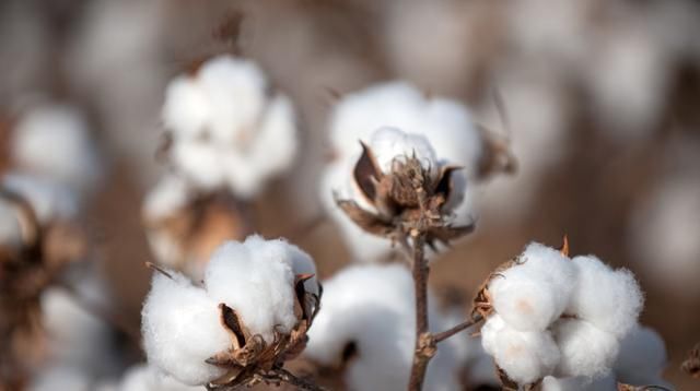 棉花|快了,2019年的棉花补贴即将到位,你能拿多少会算吗?