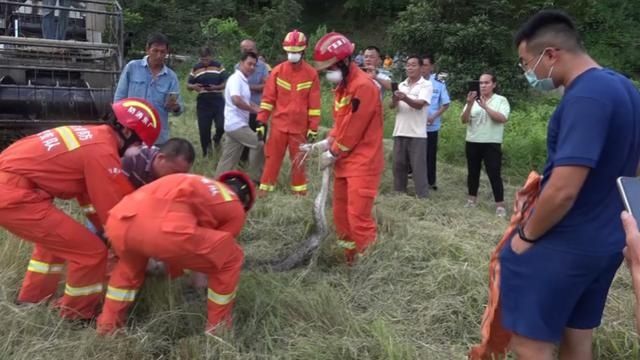  消防员|3米长蟒蛇出没吓坏村民，广东肇庆消防惊险抓获