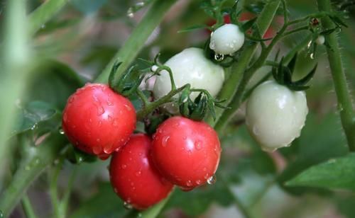 搭配|土豆不能和鸡蛋一起吃,容易产生有毒物质?营养师却经常这样搭配