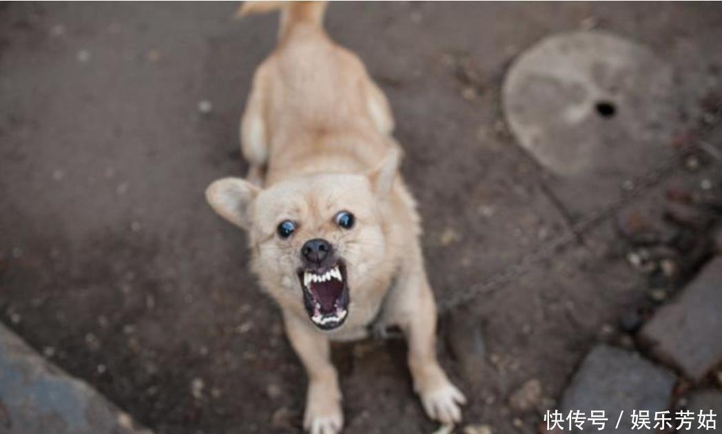 疫苗|狂犬疫苗为何无效?男孩被咬13天后去世,差两天注射第四针