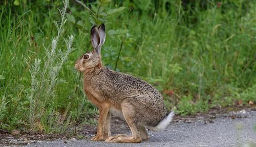  兔史|澳洲除兔史：还原野兔的发展过程，及控制“兔灾”的手段