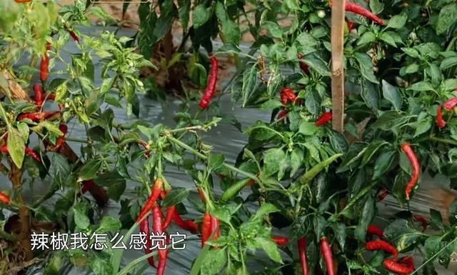  辣椒|网友质疑《向往4》太假了？辣椒一夜变红，农村人说出实情