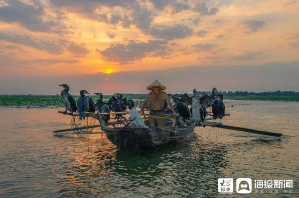 济宁|山东济宁：微山岛鱼鹰扑鱼