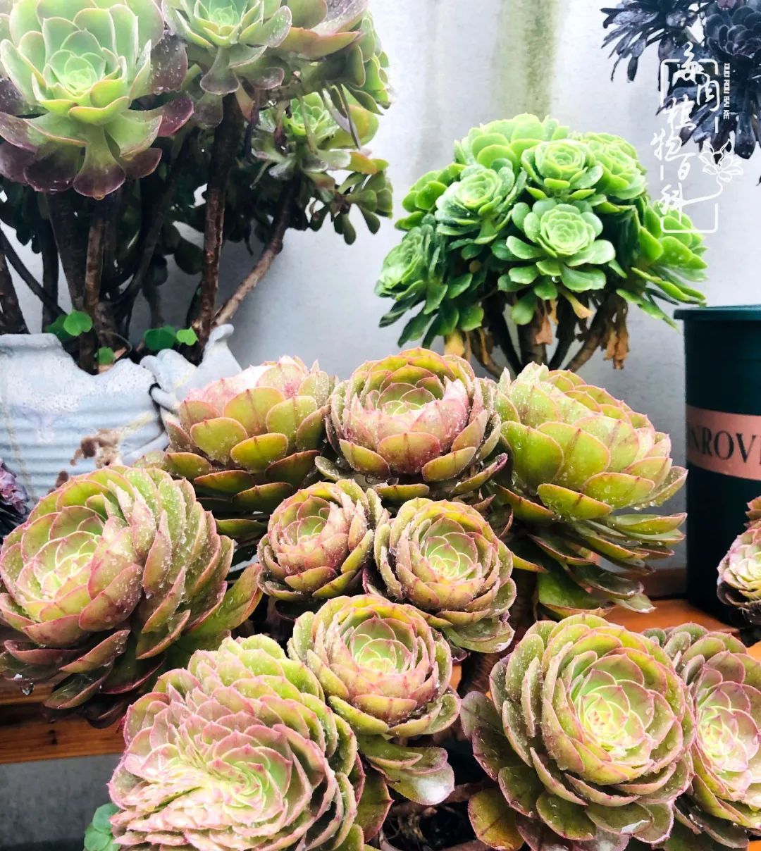  遇上|遇上多肉，遇上美好，情不知所起，一往而深！