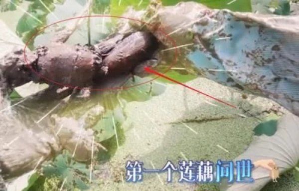 画面|《向往4》嘉宾努力干活，粉丝为爱豆们捏一把汗，我却留心远景画面