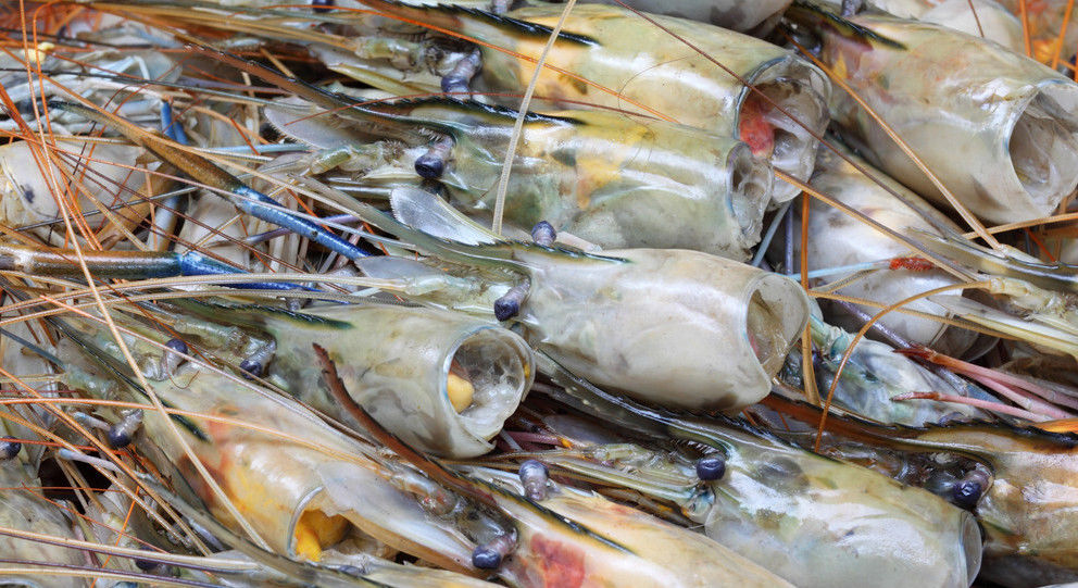  完涨|虾头里面是“精华”还是“脏东西”？能吃吗？看完涨知识了